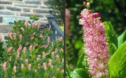Ruby Spice Summersweet (Clethra) - 3 Gallon Pot 13 Ruby Spice Summersweet (Clethra) - 3 Gallon Pot -SHRUBS and BUSHES Store Clethra Ruby Spice 2