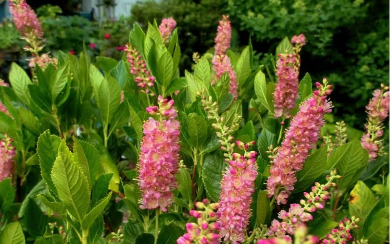Ruby Spice Summersweet (Clethra) - 3 Gallon Pot 6 Ruby Spice Summersweet (Clethra) - 3 Gallon Pot - Image 4