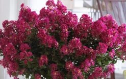Berry Dazzle Dwarf Crape Myrtle (Single-Trunk Topiary) - 7 Gallon Pot -SHRUBS and BUSHES Store Crape Myrtle Berry Dazzle 3