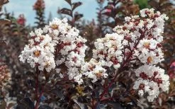 Black Diamond Pure White Crape Myrtle - 3 Gallon Pot 9 Black Diamond Pure White Crape Myrtle - 3 Gallon Pot -SHRUBS and BUSHES Store Crape Myrtle Black Diamond Pure White 50