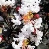 Black Diamond Pure White Crape Myrtle - 3 Gallon Pot -SHRUBS and BUSHES Store Crape Myrtle Black Diamond Pure White 500x750 1