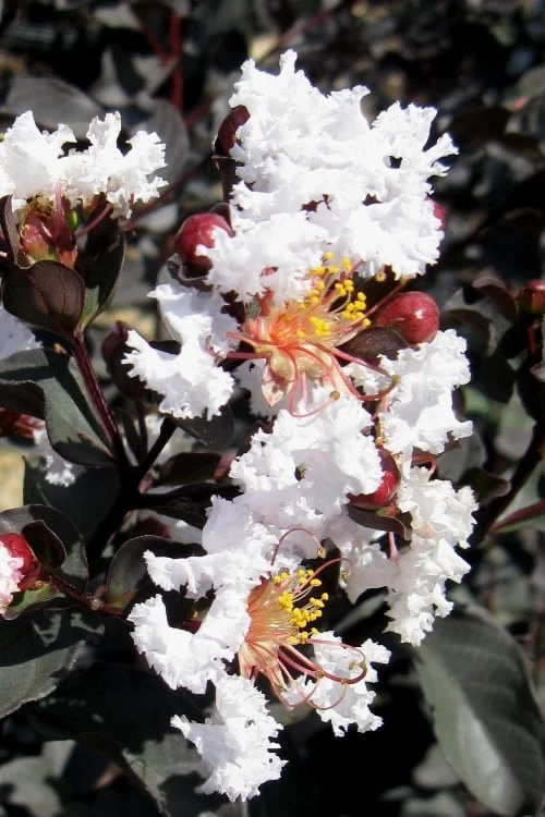 Black Diamond Pure White Crape Myrtle - 3 Gallon Pot 3 Black Diamond Pure White Crape Myrtle - 3 Gallon Pot
