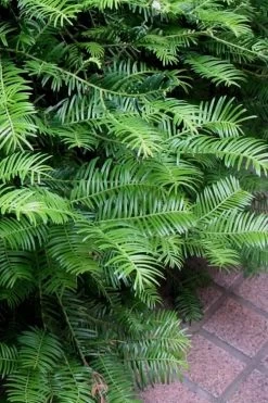 Creeping Japanese Plum Yew (Cephalotaxus Harringtonia 'Prostrata') - 1 Gallon Pot -SHRUBS and BUSHES Store Creeping Yew 101