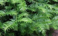 Creeping Japanese Plum Yew (Cephalotaxus Harringtonia 'Prostrata') - 1 Gallon Pot -SHRUBS and BUSHES Store Creeping japanese Plum Yew 1