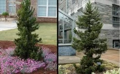 Black Dragon Cryptomeria - Japanese Cedar - 2 Gallon Pot 10 Black Dragon Cryptomeria - Japanese Cedar - 2 Gallon Pot -SHRUBS and BUSHES Store Cryptomeria Black Dragon 1 2