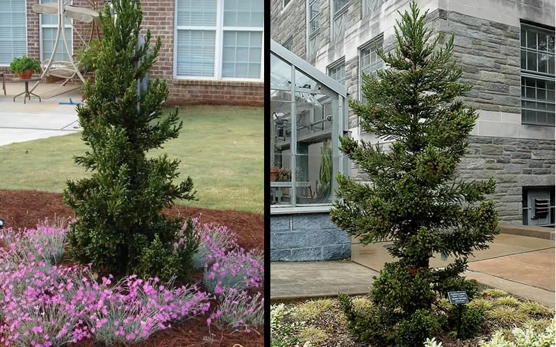 Black Dragon Cryptomeria - Japanese Cedar - 5 Gallon Pot 6 Black Dragon Cryptomeria - Japanese Cedar - 5 Gallon Pot - Image 4