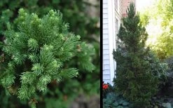 Black Dragon Cryptomeria - Japanese Cedar - 2 Gallon Pot 11 Black Dragon Cryptomeria - Japanese Cedar - 2 Gallon Pot -SHRUBS and BUSHES Store Cryptomeria Black Dragon 2 2