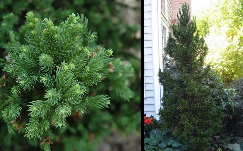 Black Dragon Cryptomeria - Japanese Cedar - 2 Gallon Pot 7 Black Dragon Cryptomeria - Japanese Cedar - 2 Gallon Pot - Image 5
