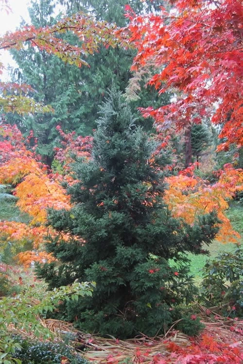 Black Dragon Cryptomeria - Japanese Cedar - 5 Gallon Pot 3 Black Dragon Cryptomeria - Japanese Cedar - 5 Gallon Pot