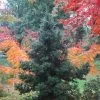 Black Dragon Cryptomeria - Japanese Cedar - 2 Gallon Pot 2 Black Dragon Cryptomeria - Japanese Cedar - 2 Gallon Pot -SHRUBS and BUSHES Store Cryptomeria Black Dragon 500x750 3