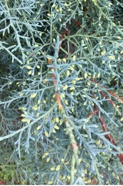 Carolina Sapphire Arizona Cypress - 7 Gallon Pot (3-4') -SHRUBS and BUSHES Store Cypress Carolina Sapphire 23