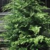 Southern Lace Hinoki Cypress - 3 Gallon Pot 2 Southern Lace Hinoki Cypress - 3 Gallon Pot -SHRUBS and BUSHES Store Cypress Hinoki Southern Lace 12