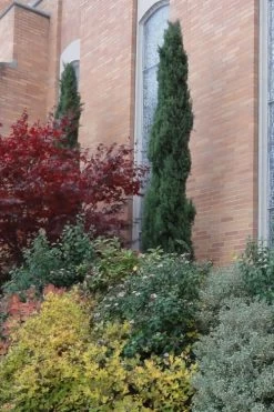 Italian Cypress - 1 Gallon Pot -SHRUBS and BUSHES Store Cypress Italian 10 1