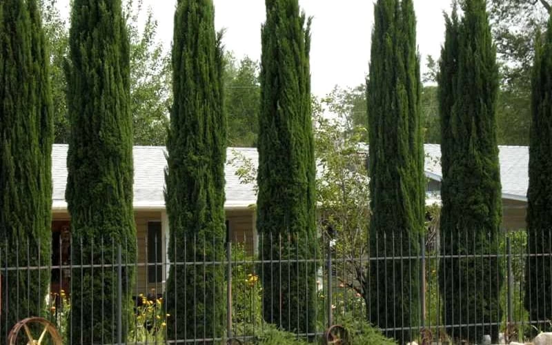 Italian Cypress - 7 Gallon Pot (3-4') 7 Italian Cypress - 7 Gallon Pot (3-4') - Image 5