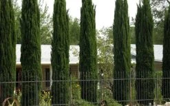 Italian Cypress - 2.5 Quart Pot -SHRUBS and BUSHES Store Cypress Italian 3