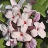 Eternal Fragrance Pink Summer Daphne - Daphne X Transatlantica 'BLAFRA' - 3 Gallon Pot 2 Eternal Fragrance Pink Summer Daphne - Daphne X Transatlantica 'BLAFRA' - 3 Gallon Pot -SHRUBS and BUSHES Store Daphne Eternal Fragrance 1