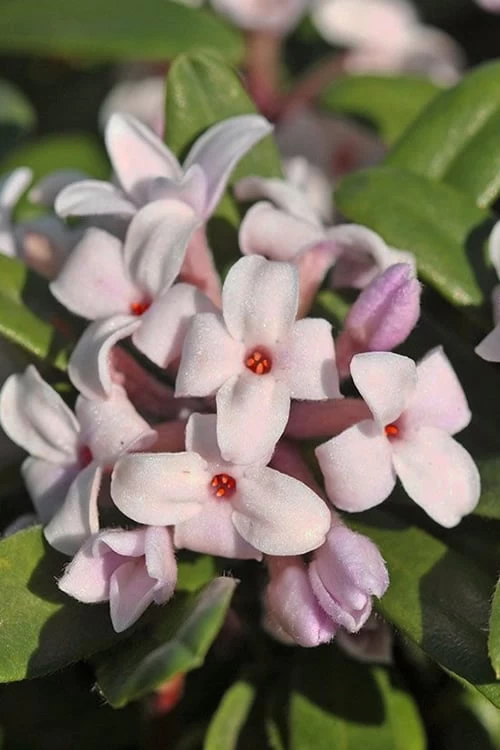 Eternal Fragrance Pink Summer Daphne - Daphne X Transatlantica 'BLAFRA' - 3 Gallon Pot 3 Eternal Fragrance Pink Summer Daphne - Daphne X Transatlantica 'BLAFRA' - 3 Gallon Pot