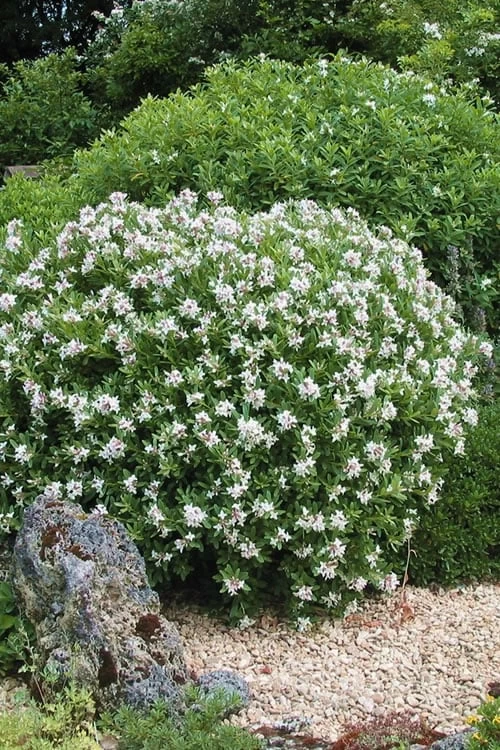 Eternal Fragrance Pink Summer Daphne - Daphne X Transatlantica 'BLAFRA' - 3 Gallon Pot 7 Eternal Fragrance Pink Summer Daphne - Daphne X Transatlantica 'BLAFRA' - 3 Gallon Pot - Image 5