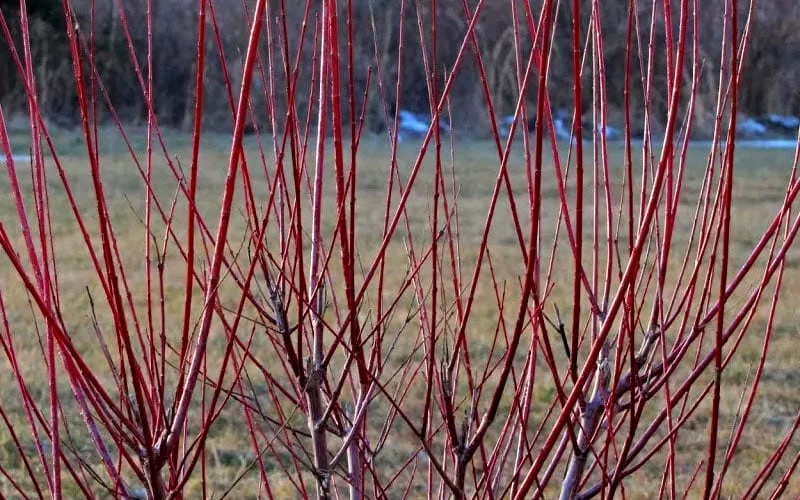 Flamingo Dappled Willow (Shrub Form) - 1 Gallon Pot 8 Flamingo Dappled Willow (Shrub Form) - 1 Gallon Pot - Image 6