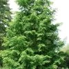 Dawn Redwood Tree (Metasequoia Glyptostroboides) - 3 Gallon Pot -SHRUBS and BUSHES Store Dawn Redwood 7