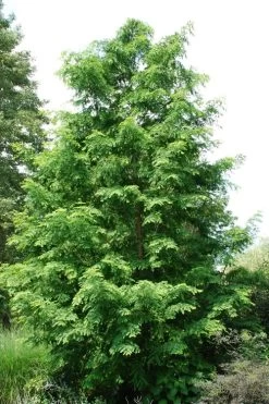 Dawn Redwood Tree (Metasequoia Glyptostroboides) - 3 Gallon Pot