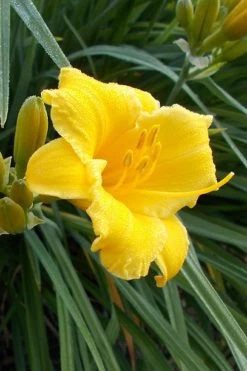 Evergreen Stella Daylily - 1 Gallon Pot -SHRUBS and BUSHES Store Daylily Evergreen Stella 1