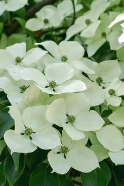 Blue Ray White Chinese Dogwood - Cornus Kousa - 2 Gallon Pot 15 Blue Ray White Chinese Dogwood - Cornus Kousa - 2 Gallon Pot -SHRUBS and BUSHES Store Dogwood Blue Ray 16