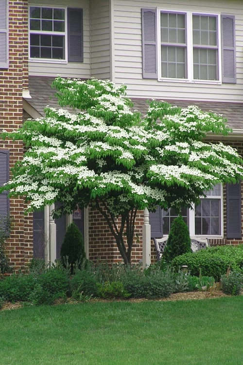Blue Ray White Chinese Dogwood - Cornus Kousa - 2 Gallon Pot 6 Blue Ray White Chinese Dogwood - Cornus Kousa - 2 Gallon Pot - Image 4