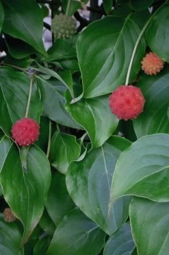 Blue Ray White Chinese Dogwood - Cornus Kousa - 2 Gallon Pot 13 Blue Ray White Chinese Dogwood - Cornus Kousa - 2 Gallon Pot -SHRUBS and BUSHES Store Dogwood Blue Ray 6