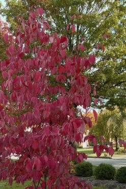 Blue Ray White Chinese Dogwood - Cornus Kousa - 2 Gallon Pot 14 Blue Ray White Chinese Dogwood - Cornus Kousa - 2 Gallon Pot -SHRUBS and BUSHES Store Dogwood Blue Ray 7