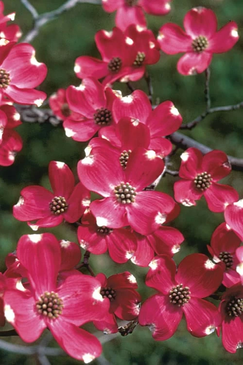 Cherokee Brave Red Dogwood Tree - Cornus Florida - 7 Gallon Pot 3 Cherokee Brave Red Dogwood Tree - Cornus Florida - 7 Gallon Pot