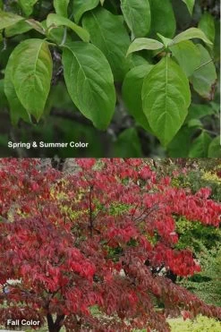 Cherokee Brave Red Dogwood Tree - Cornus Florida - 7 Gallon Pot 12 Cherokee Brave Red Dogwood Tree - Cornus Florida - 7 Gallon Pot -SHRUBS and BUSHES Store Dogwood Cherokee Chief 7