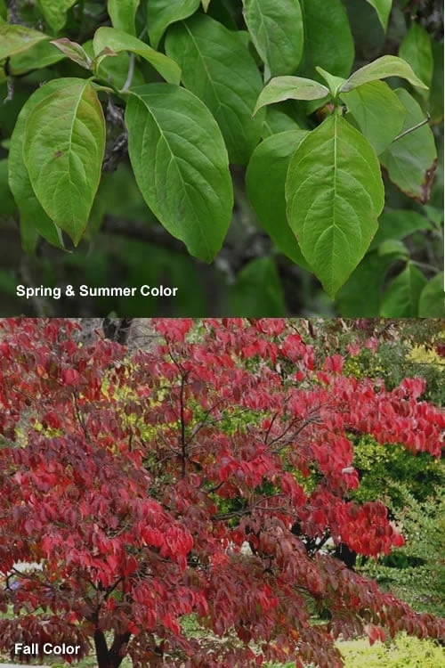 Cherokee Brave Red Dogwood Tree - Cornus Florida - 7 Gallon Pot 7 Cherokee Brave Red Dogwood Tree - Cornus Florida - 7 Gallon Pot - Image 5