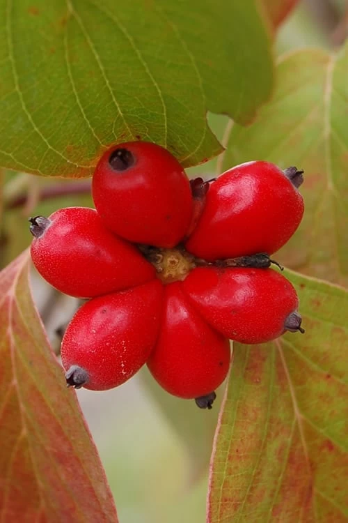 Cherokee Brave Red Dogwood Tree - Cornus Florida - 7 Gallon Pot 8 Cherokee Brave Red Dogwood Tree - Cornus Florida - 7 Gallon Pot - Image 6