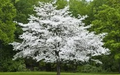Cherokee Princess White Dogwood - 7 Gallon Pot (5-6') -SHRUBS and BUSHES Store Dogwood Cherokee Princess 50 1