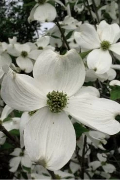 Jean's Appalachian Snow White Dogwood Tree - 5 Gallon Pot -SHRUBS and BUSHES Store Dogwood Cherokee Princess 500x750 3