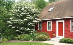 White Kousa Chinese Dogwood (Multi-Trunk) - 7 Gallon Pot (3-4') 13 White Kousa Chinese Dogwood (Multi-Trunk) - 7 Gallon Pot (3-4') -SHRUBS and BUSHES Store Dogwood Chinese White 1