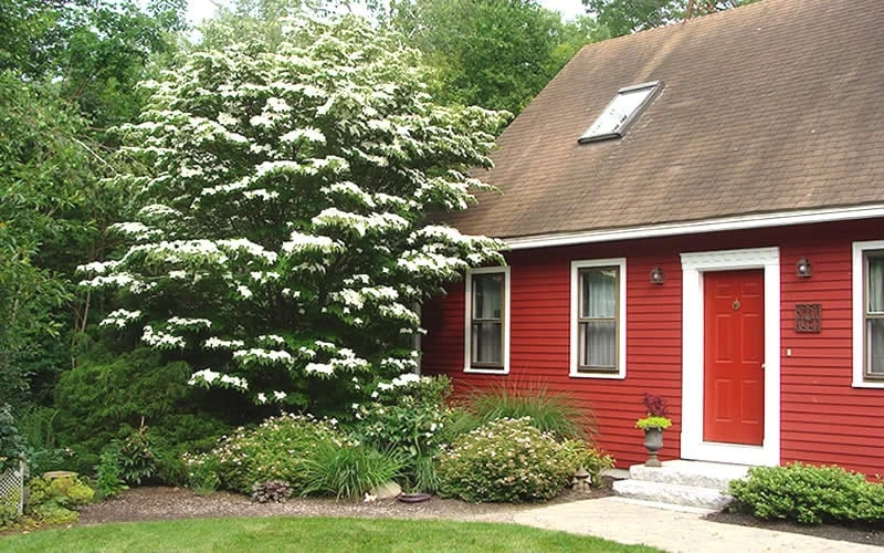 White Kousa Chinese Dogwood (Multi-Trunk) - 7 Gallon Pot (3-4') 7 White Kousa Chinese Dogwood (Multi-Trunk) - 7 Gallon Pot (3-4') - Image 5