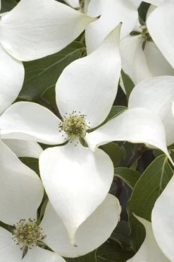 White Kousa Chinese Dogwood (Multi-Trunk) - 7 Gallon Pot (3-4') 14 White Kousa Chinese Dogwood (Multi-Trunk) - 7 Gallon Pot (3-4') -SHRUBS and BUSHES Store Dogwood Chinese White 15