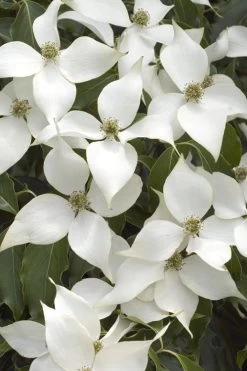White Kousa Chinese Dogwood (Multi-Trunk) - 7 Gallon Pot (3-4') 12 White Kousa Chinese Dogwood (Multi-Trunk) - 7 Gallon Pot (3-4') -SHRUBS and BUSHES Store Dogwood Chinese White 16