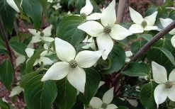White Kousa Chinese Dogwood (Multi-Trunk) - 7 Gallon Pot (3-4') 15 White Kousa Chinese Dogwood (Multi-Trunk) - 7 Gallon Pot (3-4') -SHRUBS and BUSHES Store Dogwood Chinese White 2
