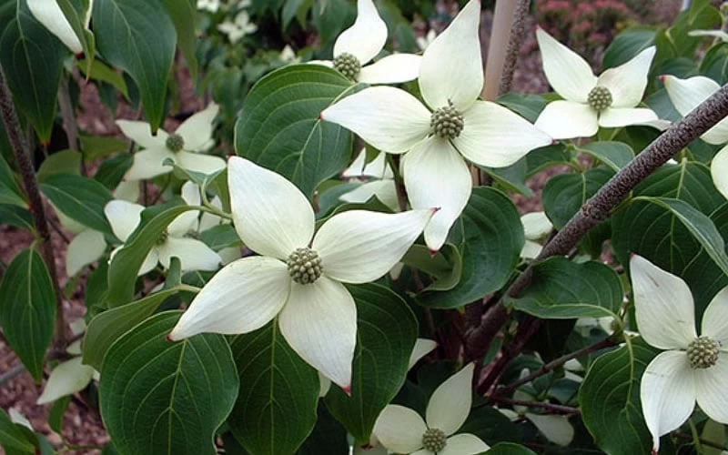 White Kousa Chinese Dogwood (Multi-Trunk) - 7 Gallon Pot (3-4') 9 White Kousa Chinese Dogwood (Multi-Trunk) - 7 Gallon Pot (3-4') - Image 7