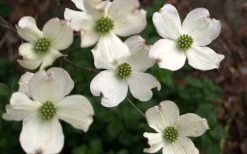 Cherokee Princess White Dogwood - 7 Gallon Pot (5-6') -SHRUBS and BUSHES Store Dogwood Chrokee Princess Flowers