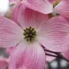Pink Dogwood Tree (Cornus Florida 'Rubra) - 2 Gallon Pot 2 Pink Dogwood Tree (Cornus Florida 'Rubra) - 2 Gallon Pot -SHRUBS and BUSHES Store Dogwood Pink 10