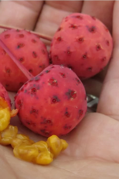 Scarlet Fire Dogwood (Cornus Kousa) - 1 Gallon Pot 10 Scarlet Fire Dogwood (Cornus Kousa) - 1 Gallon Pot - Image 8