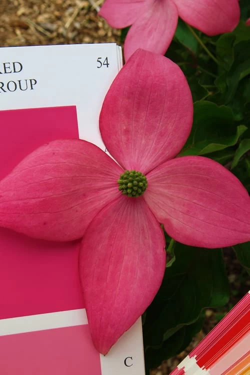 Scarlet Fire Dogwood (Cornus Kousa) - 1 Gallon Pot 3 Scarlet Fire Dogwood (Cornus Kousa) - 1 Gallon Pot