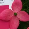 Scarlet Fire Dogwood - Cornus Kousa - 5 Gallon Pot 1 Scarlet Fire Dogwood - Cornus Kousa - 5 Gallon Pot -SHRUBS and BUSHES Store Dogwood Scarlet Fire 11