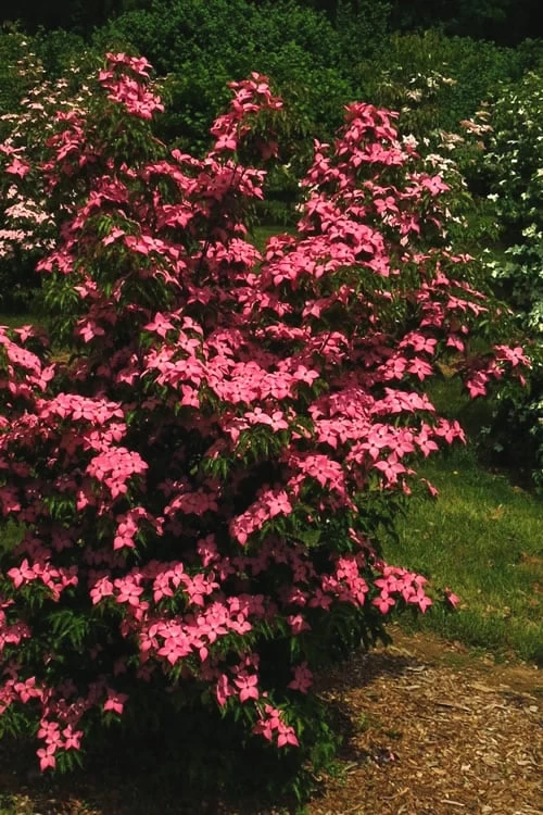 Scarlet Fire Dogwood (Cornus Kousa) - 1 Gallon Pot 9 Scarlet Fire Dogwood (Cornus Kousa) - 1 Gallon Pot - Image 7