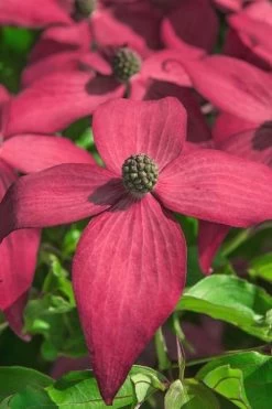 Scarlet Fire Dogwood (Cornus Kousa) - 1 Gallon Pot 14 Scarlet Fire Dogwood (Cornus Kousa) - 1 Gallon Pot -SHRUBS and BUSHES Store Dogwood Scarlet Fire 13 1