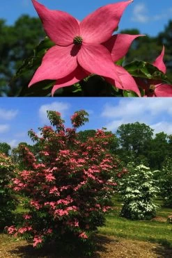 Scarlet Fire Dogwood (Cornus Kousa) - 1 Gallon Pot 15 Scarlet Fire Dogwood (Cornus Kousa) - 1 Gallon Pot -SHRUBS and BUSHES Store Dogwood Scarlet Fire 4 1
